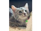 Fritter, Domestic Mediumhair For Adoption In New Braunfels, Texas