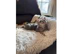 Boston Cream, Abyssinian For Adoption In New Braunfels, Texas