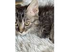 Cookie Dough, Domestic Mediumhair For Adoption In New Braunfels, Texas