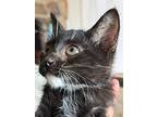 Bearclaw, Domestic Shorthair For Adoption In New Braunfels, Texas