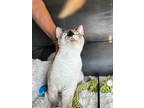 Biscuit, Siamese For Adoption In New Braunfels, Texas