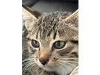 Pistachio, Abyssinian For Adoption In New Braunfels, Texas