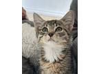 Caramel Swirl, Domestic Mediumhair For Adoption In New Braunfels, Texas