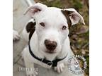 The Potato Litter: Shoestring, Staffordshire Bull Terrier For Adoption In Omaha