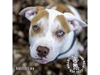 The Potato Litter: Hashbrown, Staffordshire Bull Terrier For Adoption In Omaha