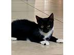 Coco, Domestic Shorthair For Adoption In Miami, Florida