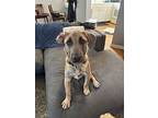 Dexter, Labrador Retriever For Adoption In Dana Point, California