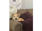 Morgan, Labrador Retriever For Adoption In Dana Point, California