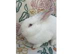 Tippi, Californian For Adoption In Williston, Florida