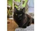Vincent, Domestic Shorthair For Adoption In Browns Mills, New Jersey