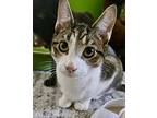 Carl, Domestic Mediumhair For Adoption In Browns Mills, New Jersey