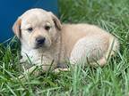 Marley, Golden Retriever For Adoption In Ocala, Florida