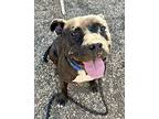 Mucho, Border Terrier For Adoption In Alexandria, Virginia