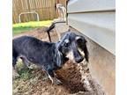 Wilbur, Dachshund For Adoption In Shawnee, Oklahoma