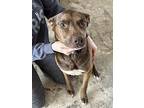 Ladybug, Labrador Retriever For Adoption In Shawnee, Oklahoma