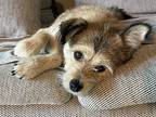 Vita, Terrier (unknown Type, Small) For Adoption In Bellevue, Washington
