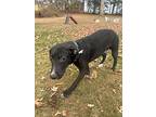 Arlo, Labrador Retriever For Adoption In Liverpool, New York