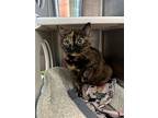 Brunhilda, Domestic Shorthair For Adoption In Elk Grove, California
