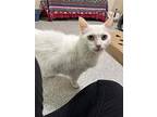 Kidder, Domestic Mediumhair For Adoption In Elk Grove, California