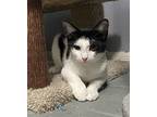 Fallyn, Domestic Shorthair For Adoption In Orlando, Florida