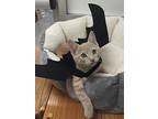 Tibby, Domestic Shorthair For Adoption In Parlier, California