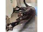 Dorinda, Domestic Shorthair For Adoption In Milpitas, California