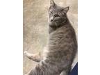 Kroger, Tabby For Adoption In Cincinnati, Ohio