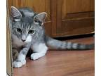 Gabby, Domestic Shorthair For Adoption In Northwood, New Hampshire