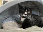 Dennis, Domestic Shorthair For Adoption In Sebastian, Florida