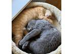Anthony, Domestic Mediumhair For Adoption In Fayetteville, Arkansas