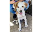 Chilaquile, Labrador Retriever For Adoption In San Gabriel, California