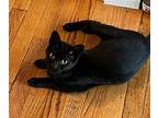 Tiki, Domestic Shorthair For Adoption In Southbury, Connecticut