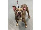 All Caps, American Pit Bull Terrier For Adoption In Richmond, Virginia