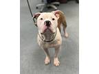 Ken Andrew, American Pit Bull Terrier For Adoption In Richmond, Virginia