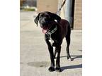 Binx, Labrador Retriever For Adoption In Macon, Georgia