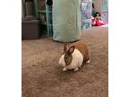 Wolfie, Dutch For Adoption In Waynesboro, Virginia