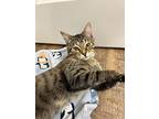 Homer (24-252 C), Domestic Shorthair For Adoption In Saint Johns, Michigan