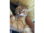 Sadi Peach, Domestic Shorthair For Adoption In Steinbach, Manitoba