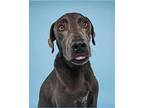 Duncan, Labrador Retriever For Adoption In Wethersfield, Connecticut