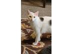 Aria, Domestic Shorthair For Adoption In Forty Fort, Pennsylvania