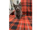 Blu, Russian Blue For Adoption In Vassar, Michigan