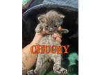Chucky, Domestic Shorthair For Adoption In Hillsboro, Ohio