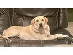 Linda, Labrador Retriever For Adoption In Lake Hopatcong, New Jersey