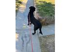 Ian, Labrador Retriever For Adoption In Woodland Hills, California