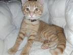 Blaze, Domestic Shorthair For Adoption In Plymouth, Minnesota