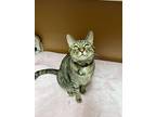 Hazel, Domestic Shorthair For Adoption In Long Beach, California