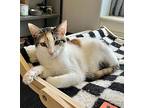 Venus, Domestic Shorthair For Adoption In Long Beach, California