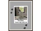 Snowball, Domestic Shorthair For Adoption In Snow Camp, North Carolina