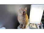 Kitkat, Domestic Shorthair For Adoption In Overland Park, Kansas