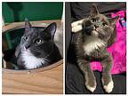 Hiccup, Domestic Shorthair For Adoption In West Richland, Washington
